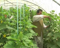 رونق کشت گلخانه‌ها در شهرستان گلشن