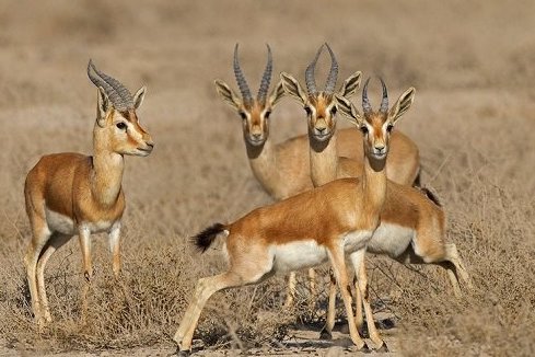 سرشماری جبیر در پارک ملی دریایی نایبند