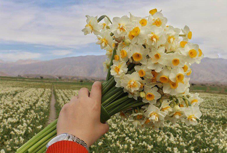 خشکسالی تولید گل نرگس در بهبهان را کاهش داد