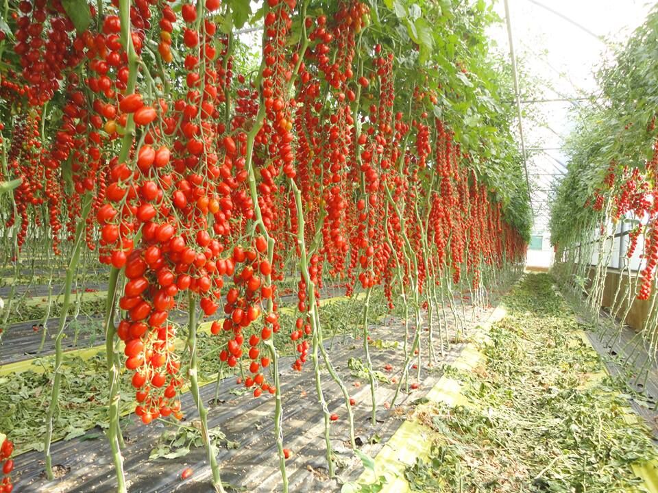 پرداخت ۲۵ میلیارد تومان تسهیلات گلخانه‌ای در خراسان جنوبی