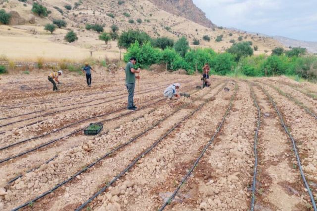 بذر پاشی گیاهان دارویی در اصفهان
