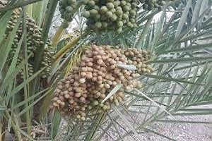 طرح کنترل آفات چوبخوار نخیلات در آبادان