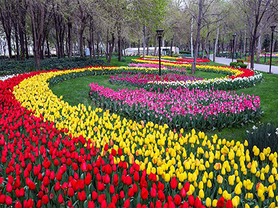 جشنواره لاله‌های کرج برگزار می شود