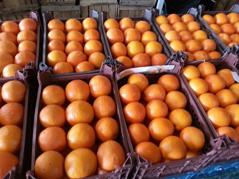 بررسی تخلفات خرید میوه شب عید در کمیسیون کشاورزی