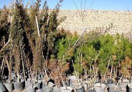 توزیع ۱۰۰ هزار اصله نهال رایگان بین شهروندان