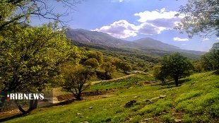 تخصیص ۳۰میلیارد تومان برای حفاظت از جنگلهای لرستان