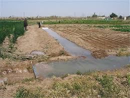 کشت ٣٢٠ هکتار پیاز پاییزه در ایرانشهر