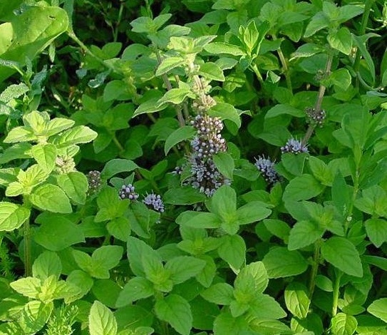 خواص معجزه آسای پونه کوهی