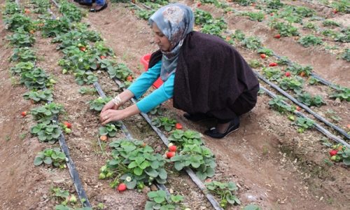 نقش کلیدی زنان در تامین امنیت غذایی کشور