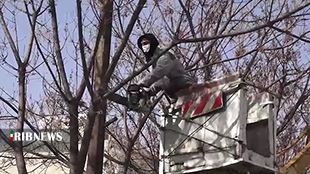 هرس درختان مثمر و غیرمثمر شهر خرم آباد