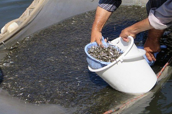 بازسازی ذخایر ماهیان خاویاری دریای خزر