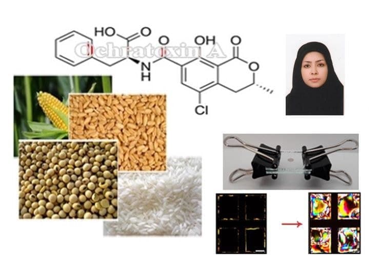 طراحی تراشه زیستی برای سنجش اکراتوکسین در مواد غذایی