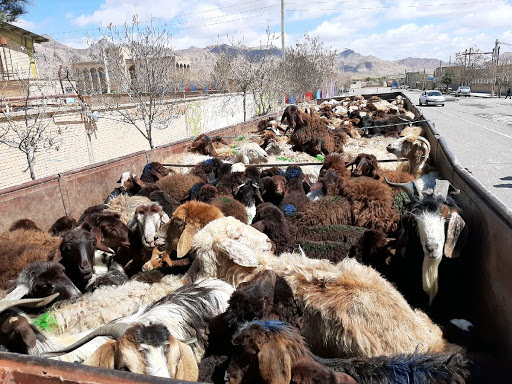 کشف ۳۶ رأس احشام قاچاق در شهرستان قاینات