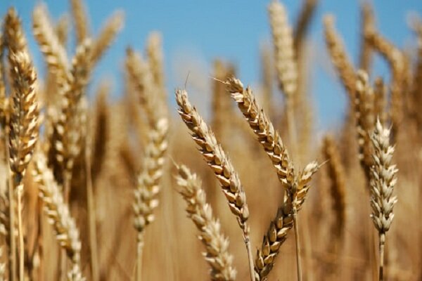 افزایش ۱۵۰ درصدی هستههای بذری گندم و جو دیم