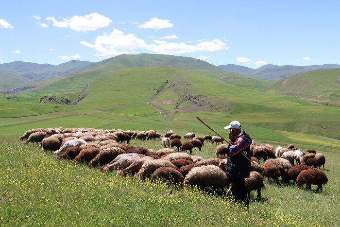 واگذاری بیش از ۵۲ هزار هکتار از مراتع کردستان به بهرهبرداران