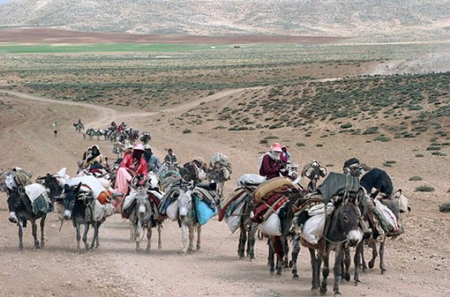 الزامی بودن کارت تردد دام هنگام کوچ عشایر