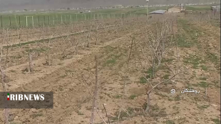 احداث باغ در اراضی شیبدار رومشکان