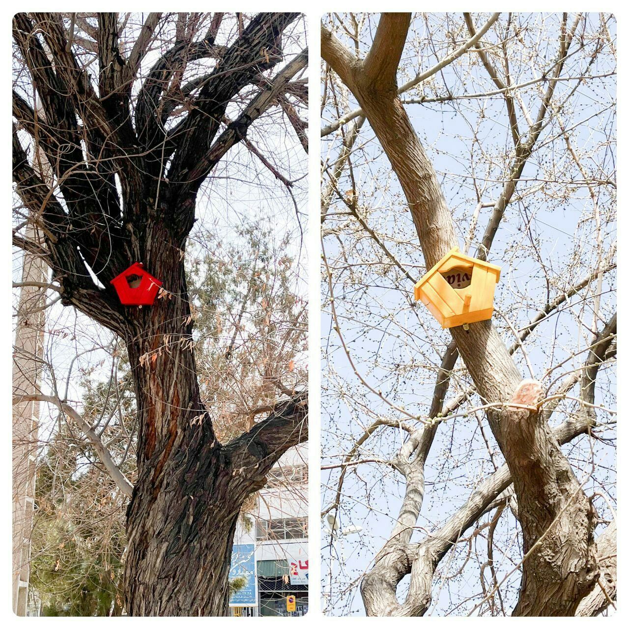 نصب ۵۰۰ لانه چوبی بر روی درختان سبزوار برای پرندگان