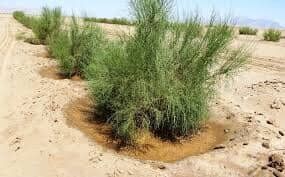 نهال کاری در کانون های تولید ریزگرد خوزستان