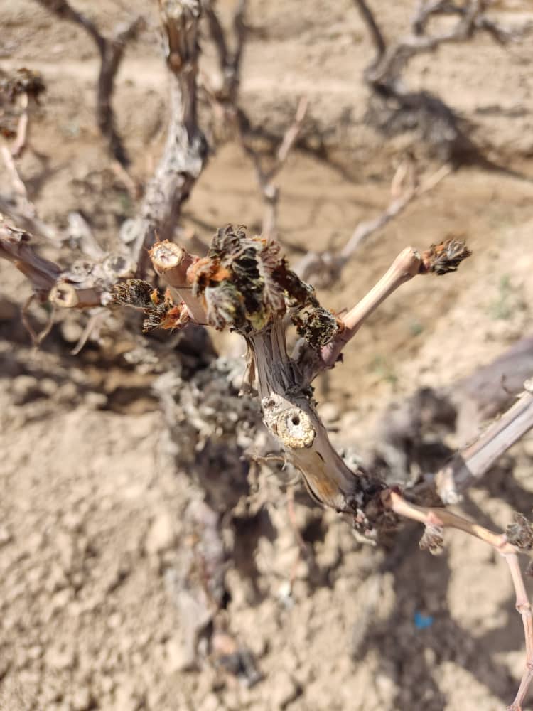 خسارت سرمازدگی به محصولات زراعی و باغی در بوانات