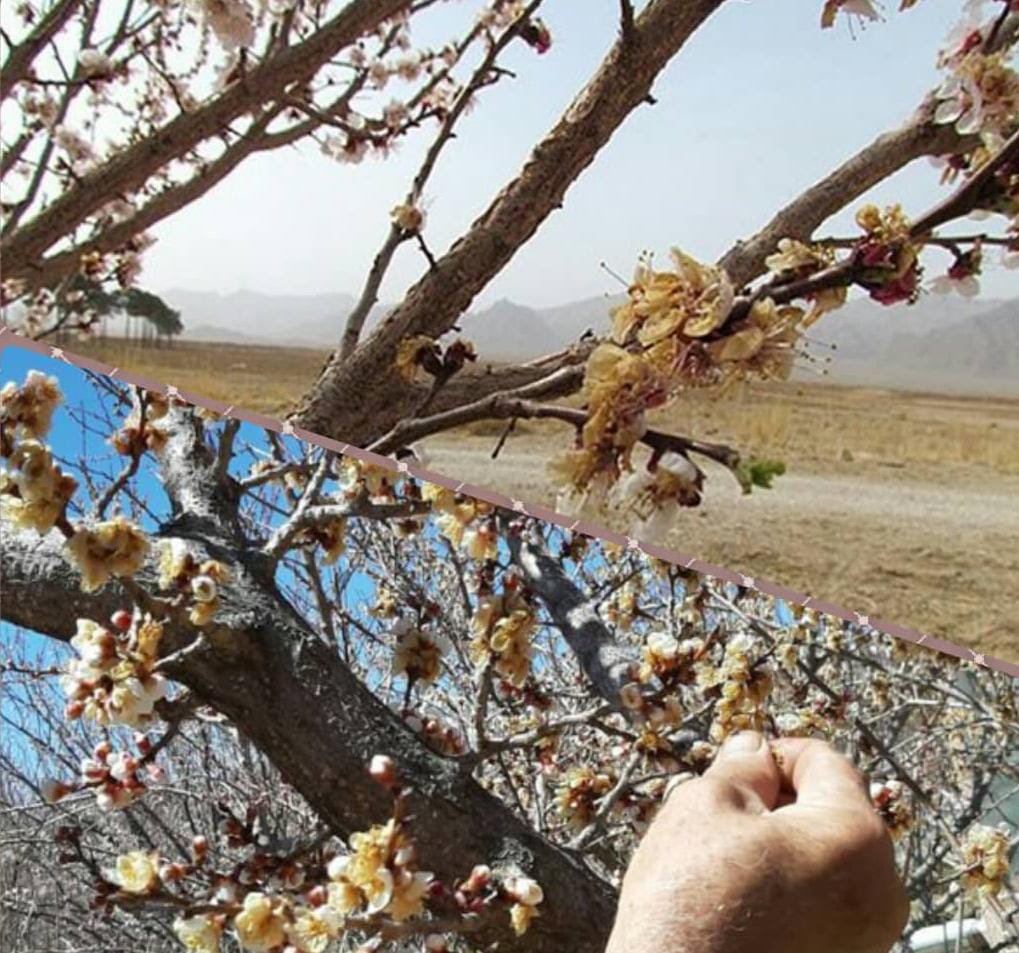 خسارت سرما به کشاورزی آباده
