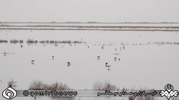 جوشش زندگی در دل کویر قم