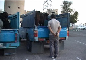 دستگیری سارقان ۴۵ راس گاو و گاومیش در بهشهر