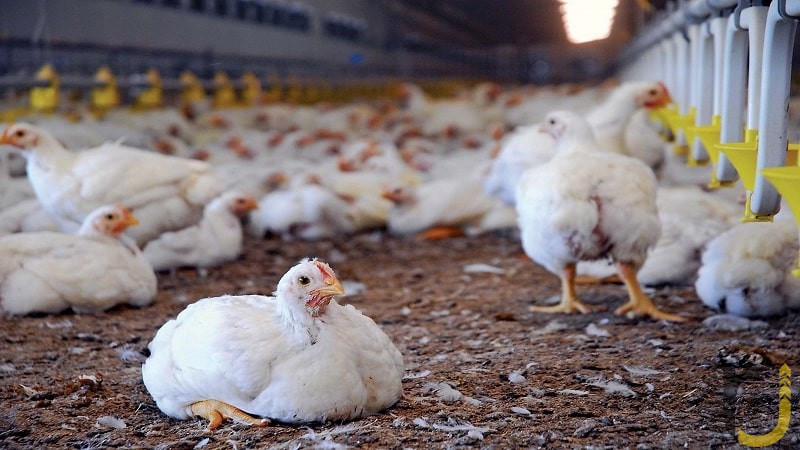جریمه مرغدار متخلف چهارمحال و بختیاری