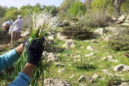 برداشت انبوه گیاهان دارویی وخو راکی ؛ ممنوع