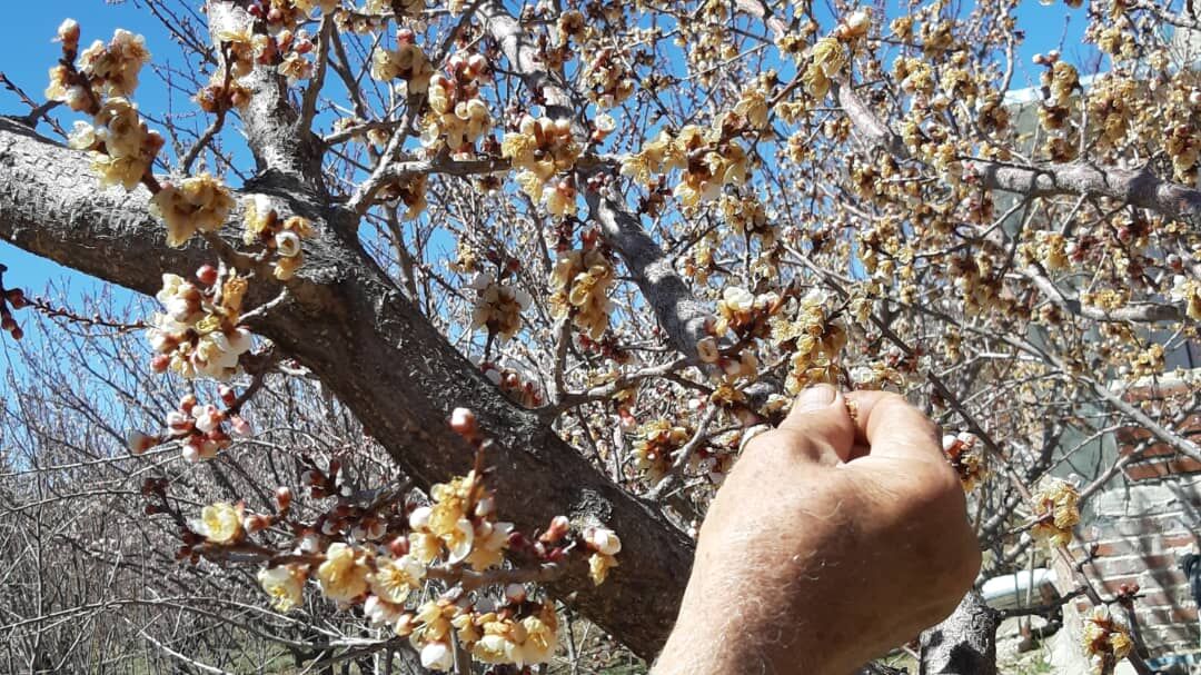 خطر سرما زدگی باغات استان همدان