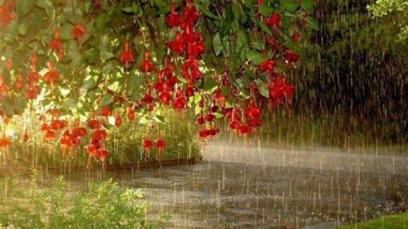 تداوم بارش‌های رگباری باران در گیلان
