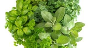 رشگک؛ از تقویت معده تا خاصیت تب بری