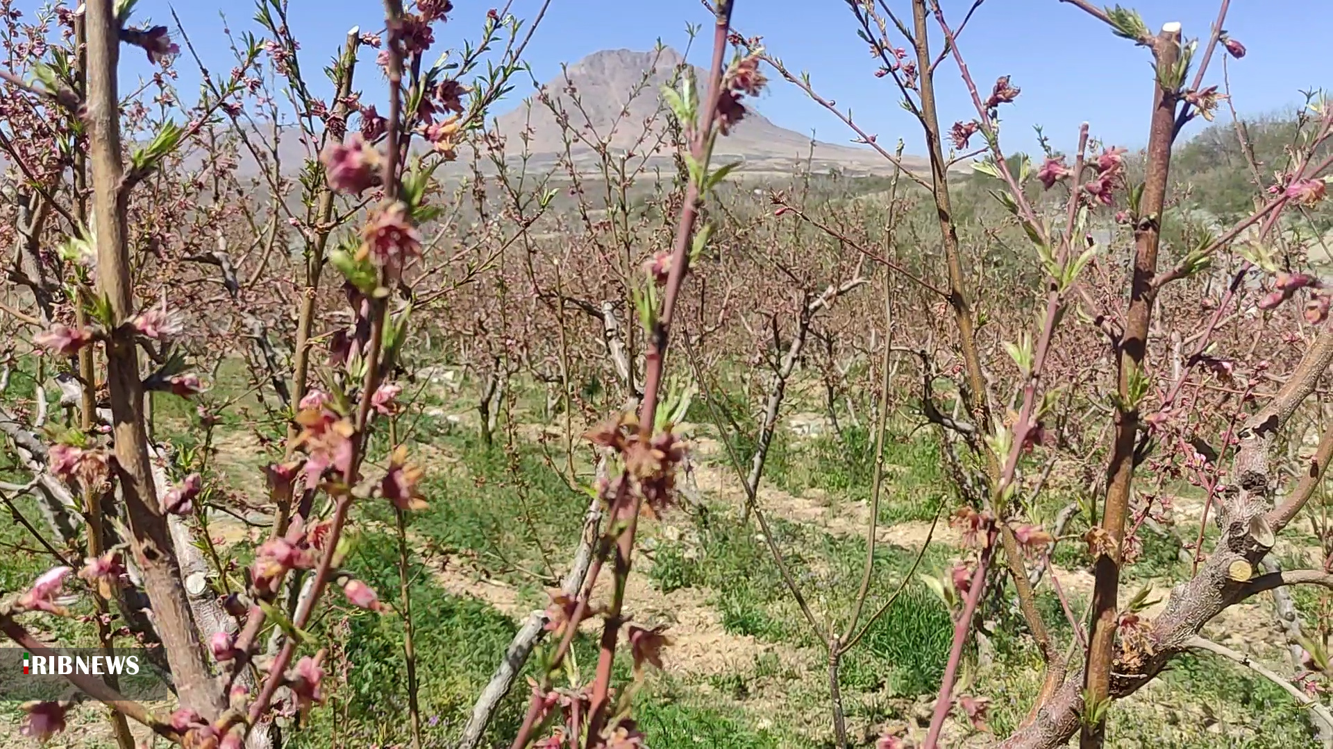 خسارت میلیاردی سرما به باغات چهارمحال و بختیاری