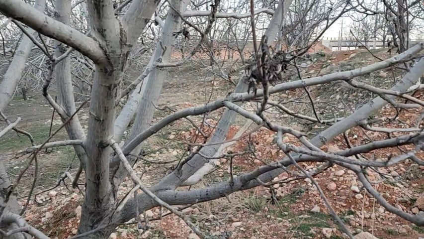 خسارت سرمازدگی به مزارع و باغ های سپیدان