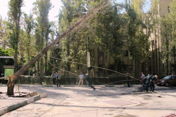 قطع غیرقانونی درختان در مرکز لرزه‌نگاری دانشگاه تهران