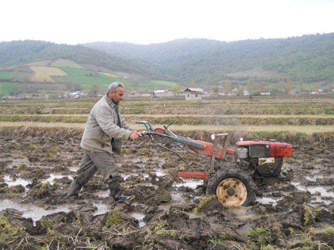 شخم و شیار ۱۹۰ هزار هکتار از شالیزار‌های مازندران