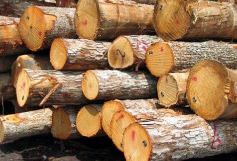 کشف ۱۰ تن چوب جنگلی قاچاق در نوشهر