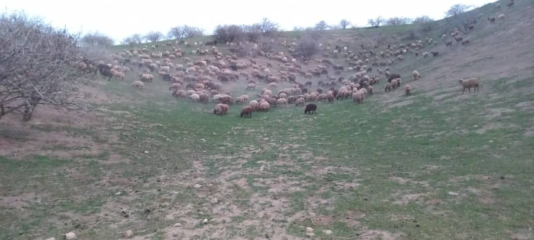 گسیل بیش از حد دام‌های غیر مجاز در بزرگترین جنگل پسته خاور میانه