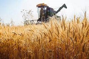 آمادگی مراکز خرید گندم و کلزا در خوزستان