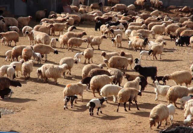 تسهیل موانع واحدهای پرواربندی دام در روستای گنداب آبدانان
