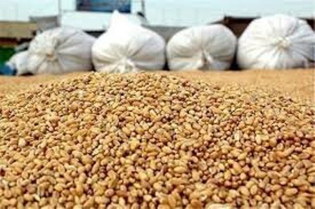 کشف ۱۱ تن نهاده دامی قاچاق در زنجان