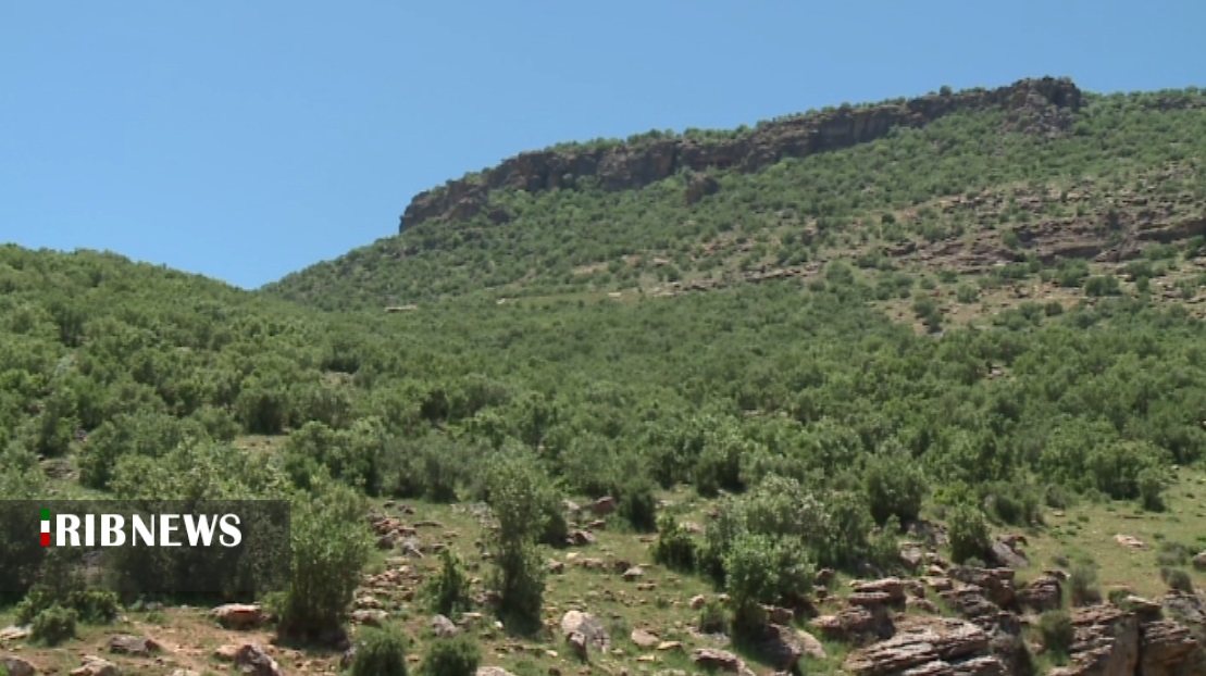واگذاری بیش از چهار هزار هکتار از اراضی جنگلی و مرتعی کردستان به بهره برداران
