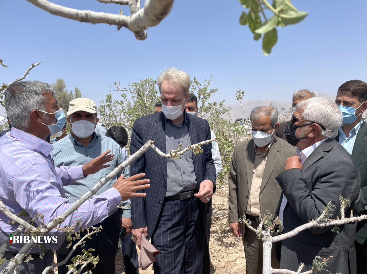 کمکهای دولت به خسارت دیدگان سرمازدگی پسته