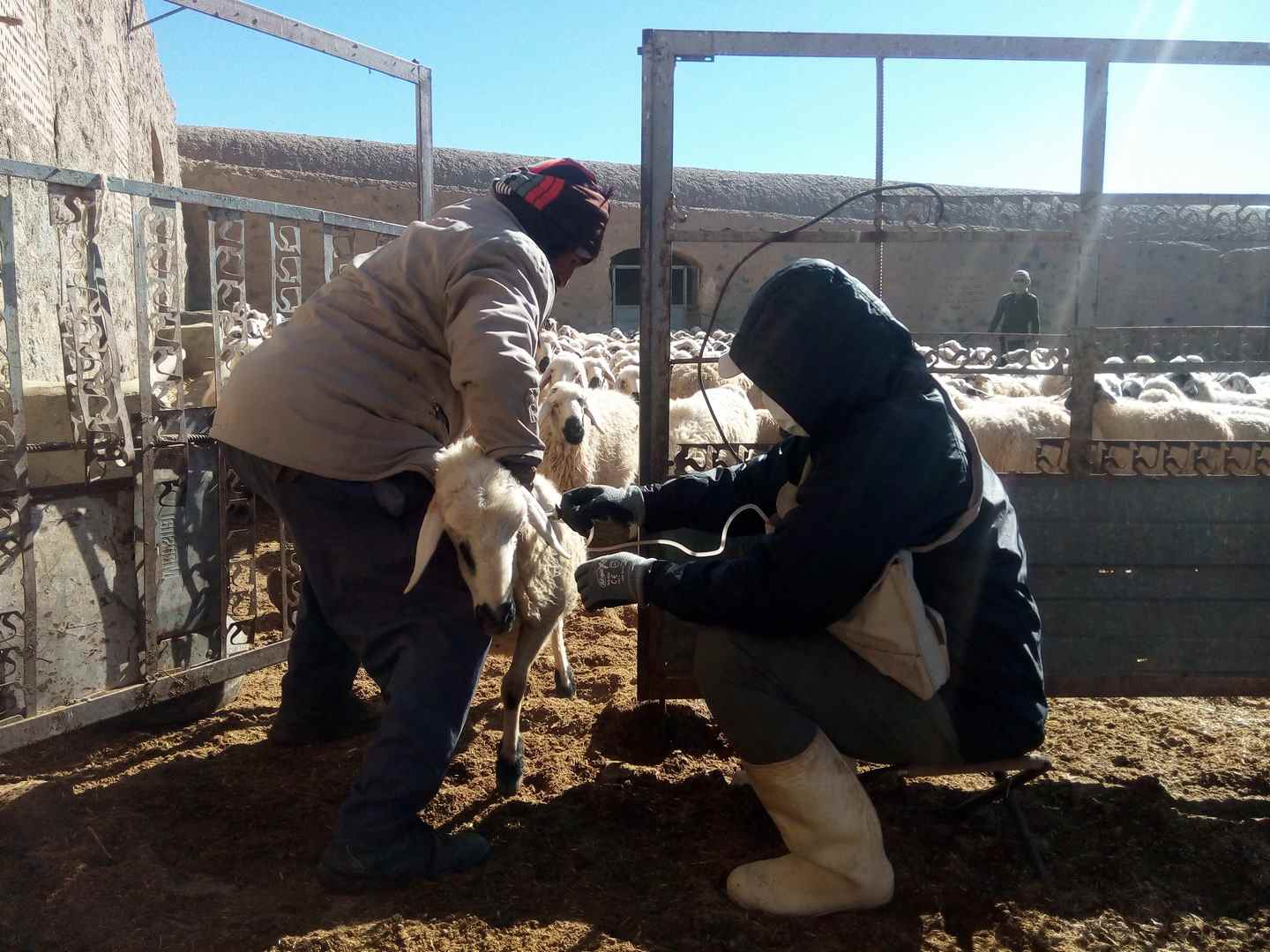 عملیات واکسیناسیون دام‌های سبک علیه آبله در فردوس