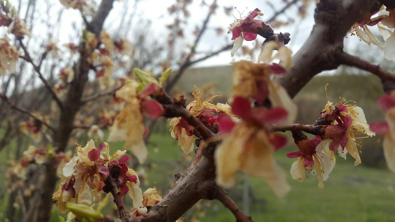 خسارت سرما به کشاورزی فسا
