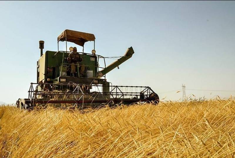 پیشبینی برداشت ۱۰۰ هزار تن گندم در دزفول