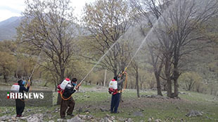 مبارزه با جوانه خوار بلوط در جنگلهای لرستان