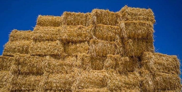 ممنوعیت خروج کاه و کلش از استان ایلام