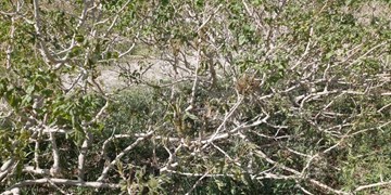 ۱۳ هزار میلیارد تومان خسارت سرمازدگی در قطب پسته
