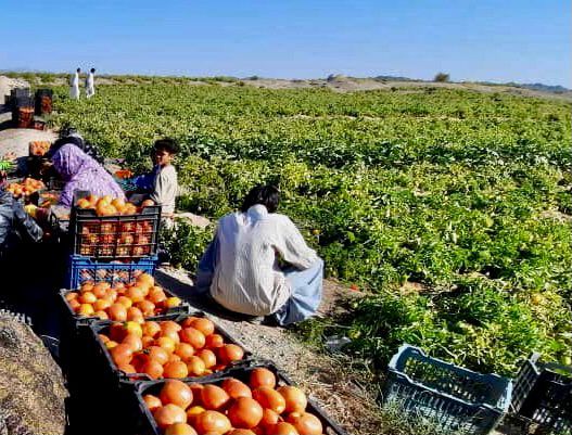 برداشت گوجه از اراضی کشاورزی شهرستان دلگان